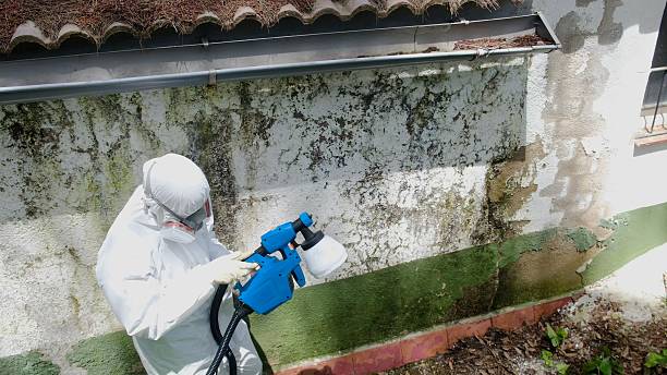 Top rated local Mold Remediation specialists in Franktown, VA